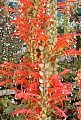 Columnea Cascading Beauty