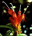 Aeschynanthus Flash