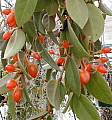 Codonanthe species Unidentified 1992