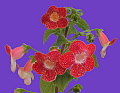 Kohleria Longwood