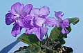 Streptocarpus Als Pal