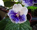 Streptocarpus Lullabye