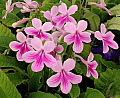 Streptocarpus Pink Nymph