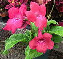 Streptocarpus Coral Comet