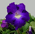 Streptocarpus Marna