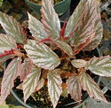 Begonia Amethyst