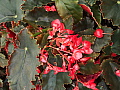 Begonia Anna Christine