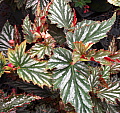 Begonia Lana