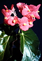 Begonia Lenore Olivier