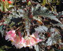 Begonia Little Miss Mummey