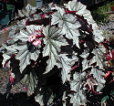 Begonia Looking Glass