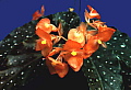 Begonia Mandarin Orange