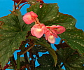 Begonia Silvermist