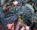 Begonia Toms Fantasy