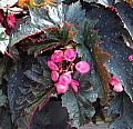 Begonia Jeanne Jones