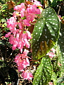 Begonia Barbara Hamilton