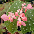 Begonia Flamingo Queen