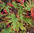 Begonia Sierra Gentle Rain