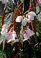 Begonia Sierra Mountain King