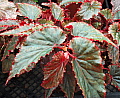 Begonia Arabian Sunset