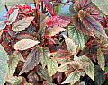 Begonia Benigo