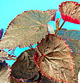 Begonia Margaret P Holmes