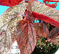 Begonia Maurice Amey