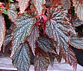 Begonia Sands of Arabia