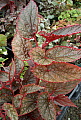 Begonia Philippine Species ABS No U062