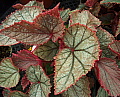 Begonia Philippine Species ABS No U093