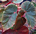 Begonia Gene Daniels