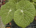 Begonia gehrtii