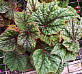Begonia Goshe