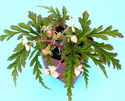 Begonia incisa BU076