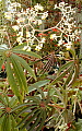 Begonia luxurians