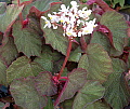 Begonia Morocco