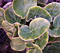 Begonia Palomar Fanfare