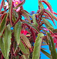 Begonia Penny Lahn