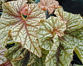 Begonia Spindrift