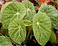 Begonia paulensis