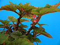 Begonia Bartonea