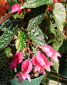 Begonia Pintura