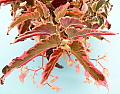 Begonia Dainty Spray Sport