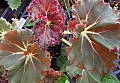 Begonia Madame Queen