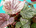 Begonia Mirage