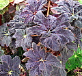 Begonia Black Taffeta