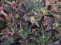 Begonia Oleta