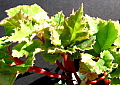 Begonia Sierra Green Butterfly