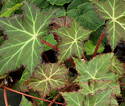 Begonia Cayuga