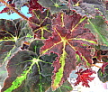 Begonia Chivalry